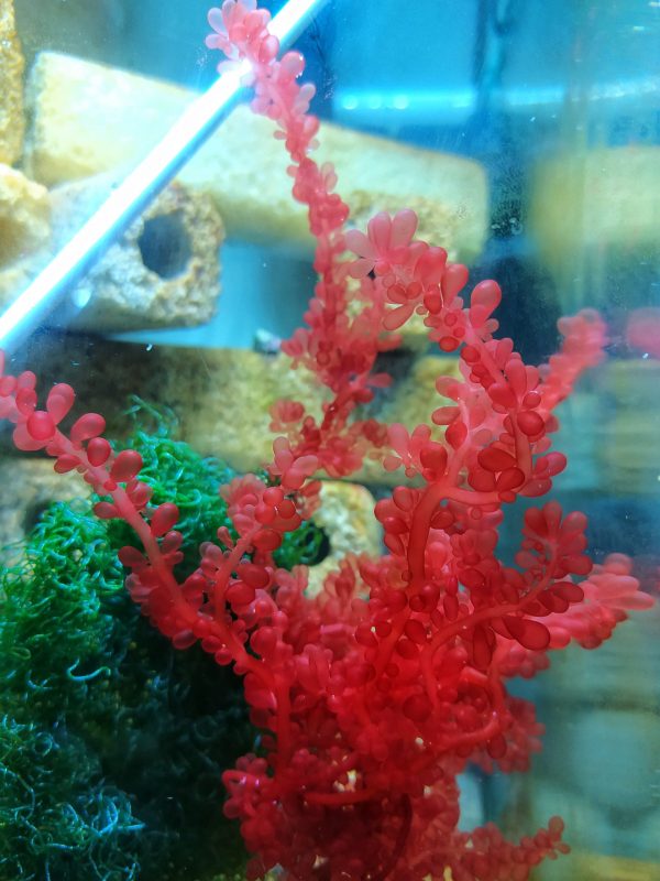 Botryocladia botryoides - Imagen 2