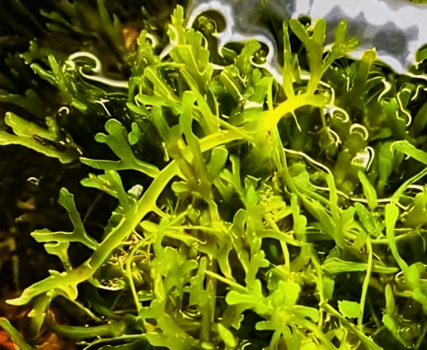 Caulerpa oligophylla - Imagen 2