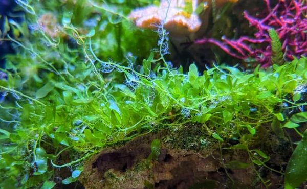 Caulerpa brachypus - Imagen 2