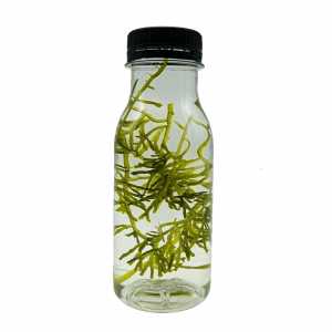 Caulerpa oligophylla