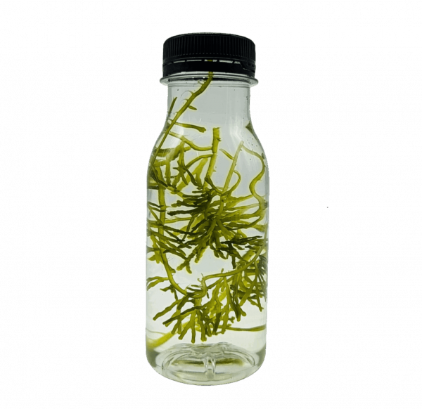 Caulerpa oligophylla