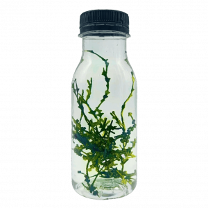 Halimeda sp