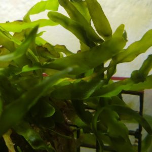 Caulerpa prolifera