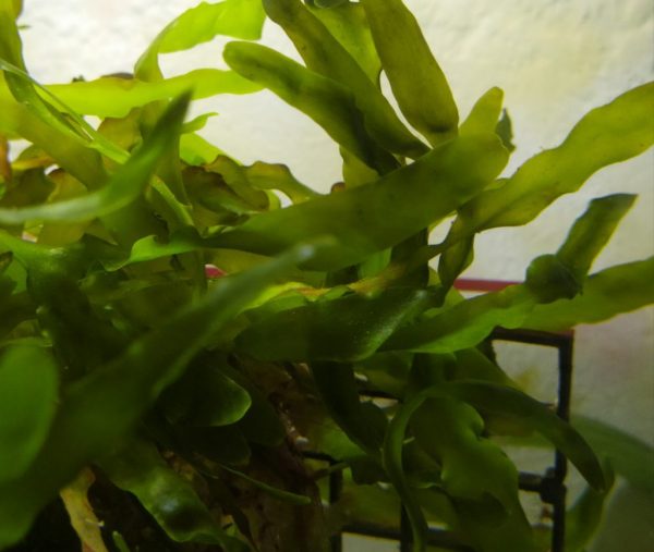 Caulerpa prolifera