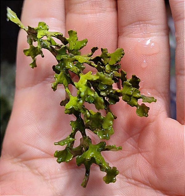 Halimeda sp - Imagen 2