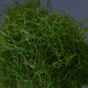 Chaetomorpha linum