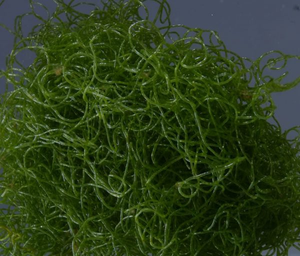 Chaetomorpha linum