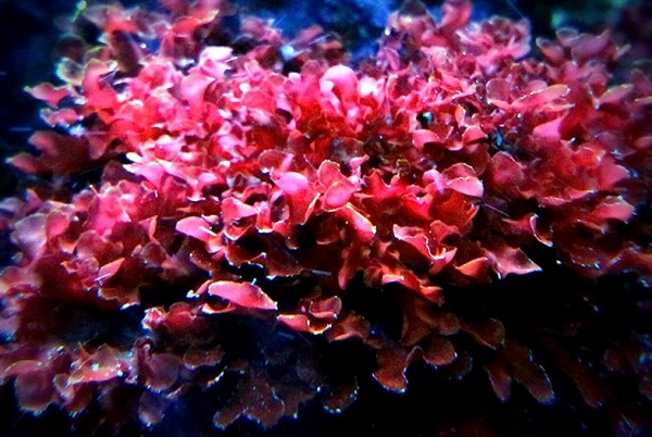 Gracilaria curtissiae - Imagen 2