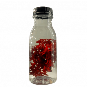 Rhodopeltis sp.
