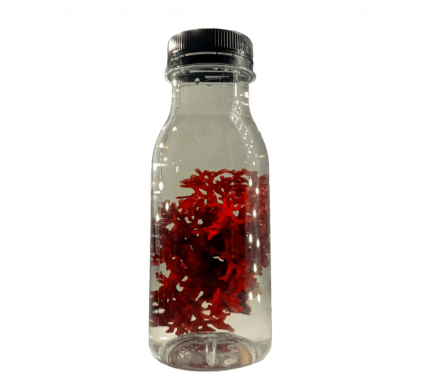 Rhodopeltis sp.