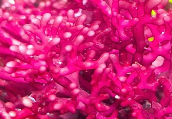 Rhodopeltis sp. - Imagen 2