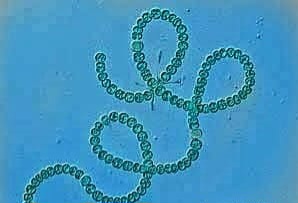 Inóculo Anabaena sp.