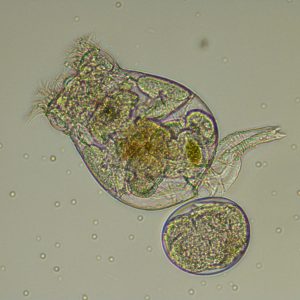 Rotíferos Brachionus rotundiformis (Talla S)
