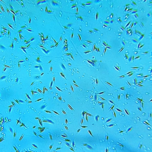 Inóculo Phaeodactylum tricornutum