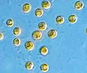 Inóculo T-Isochrysis lutea