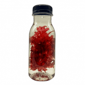 Halymenia stipitata (Orange Galaxy Macroalgae)