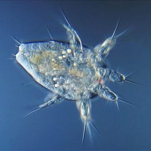 Nauplios de Copépodos 1 litro