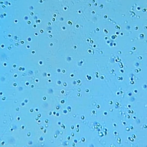 Inóculo Nannochloropsis gaditana