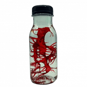 Halymenia durvillei (Dragon Tongue Macroalgae)