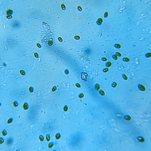 Inóculo Tetraselmis chuii