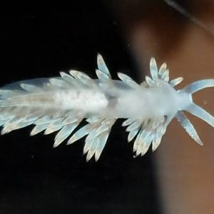 Nudibranquio Berghia Come Aiptasias