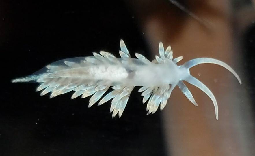 Nudibranquio Berghia Come Aiptasias