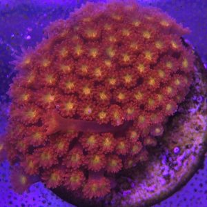 Bernardpora Red Ultra