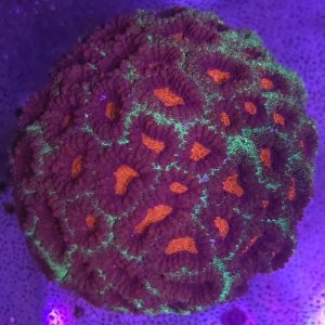 Favia Watermelon (XL)