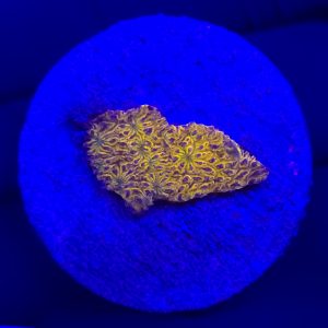 Lithophyllon WWC C3PO