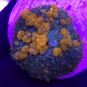 WWC Sunkist Bounce Mushroom
