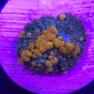 WWC Sunkist Bounce Mushroom