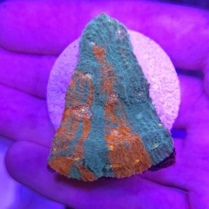 Chalice Rainbow