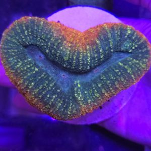 Lobophyllia Rainbow