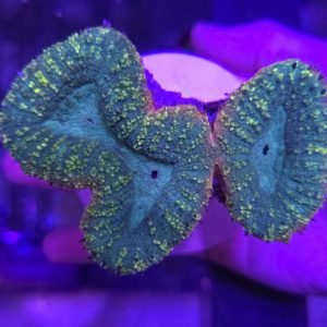 Lobophyllia Doble