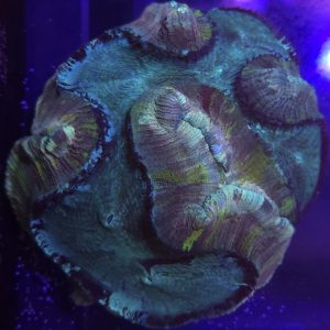 Trachyphyllia Geoffroyi