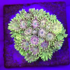 Goniopora Rainbow Yellow