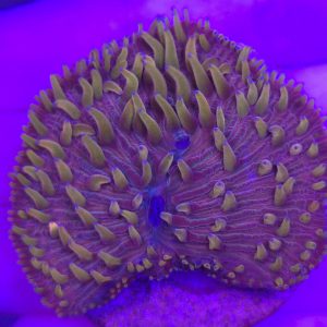 Fungia sp
