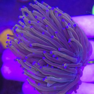 Euphyllia Torch Holy Grail USA Style (3 cabezas)