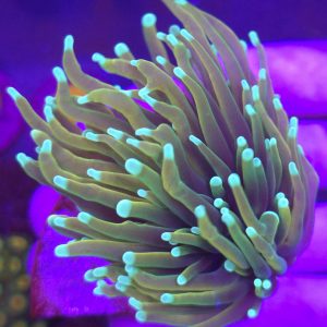 Euphyllia Torch Hellfire (2 cabezas)