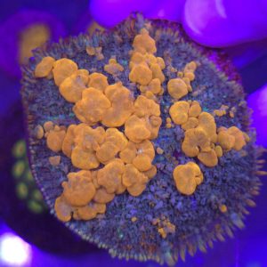 WWC Sunkist Bounce Mushroom