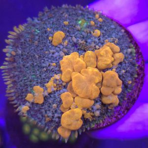 WWC Sunkist Bounce Mushroom