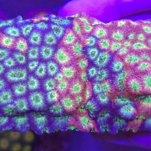 Favia JF Day-Glo (XXL)
