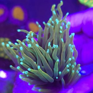 Euphyllia Torch Hellfire (2 cabezas)