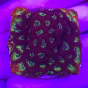 Favites JF Sector 001