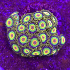 Zoanthus Rasta (Mini Colonia)