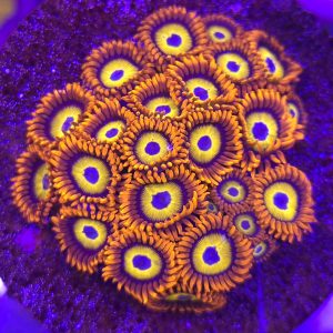 Zoanthus BBEB (Mini Colonia)
