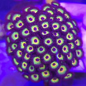 Zoanthus Bob Marley (Colonia XL)