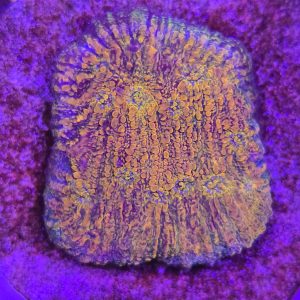 Chalice WWC Stellaria XL