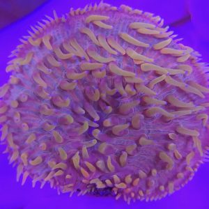 Fungia sp