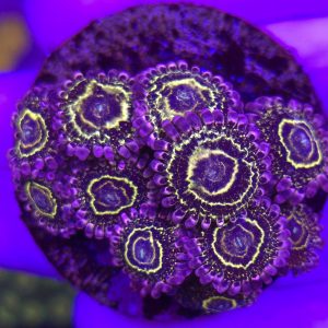 Zoanthus Stratosphere (10 pólipos)